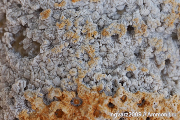 кораллы, пермский период, Anthozoa, Башкирия, Wentzelella