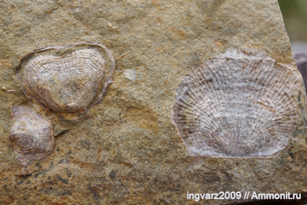 брахиоподы, пермский период, Башкирия, артинский ярус
