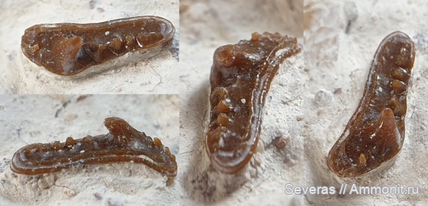 карбон, рыбы, зубы, Московская область, Venustodus, Заборье