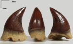 Зуб Plioplatecarpus marshi