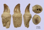 Зуб Prognathodon sp. 1
