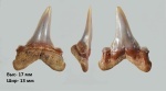 Зуб Striatolamia sp.