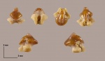 Зуб Rhinobatos casieri