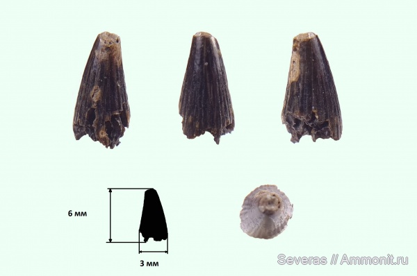 юра, Фили, Москва, ихтиозавры, зубы, зубы рептилий