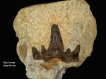 Зуб Glikmanius sp.