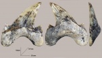 Зуб Otodus obliquus