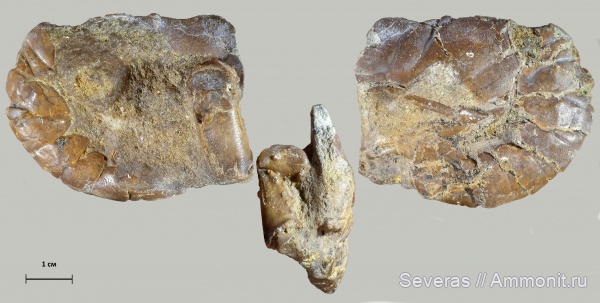 эоцен, раки, Волгоградская область, ипр, Волгоград