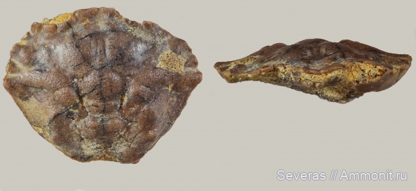 крабы, Волгоградская область, ипр