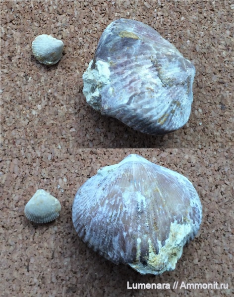 брахиоподы, девон, Ripidiorhynchus, brachiopoda