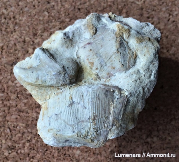 моллюски, девон, двустворчатые моллюски, Kochia