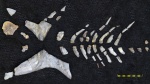 Посткраниальный скелет птиктодонтидной плакодермы Chelyophorus