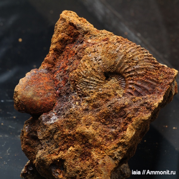 Quenstedtoceratinae, Рузский район, Шанкинка