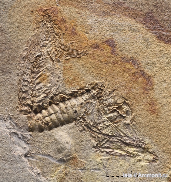 олигоцен, Merluccius