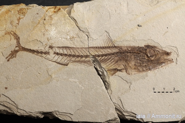 миоцен, fish, Scomber, scomber gnarus миоцен, fish, Scomber, scomber gnarus