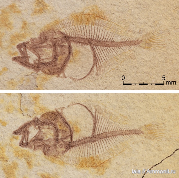 миоцен, fish, Scophthalmidae, Scophthalmus