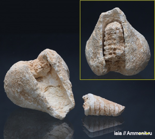 Chaetetes, Actinoceratoidea