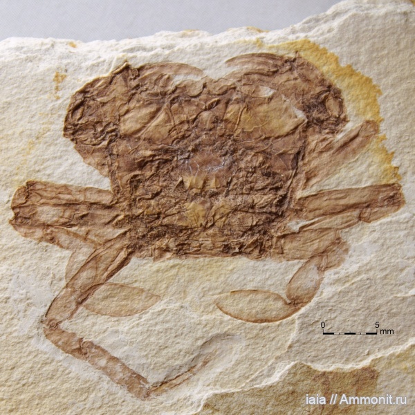 крабы, Liocarcinus, Liocarcinus oligocenicus