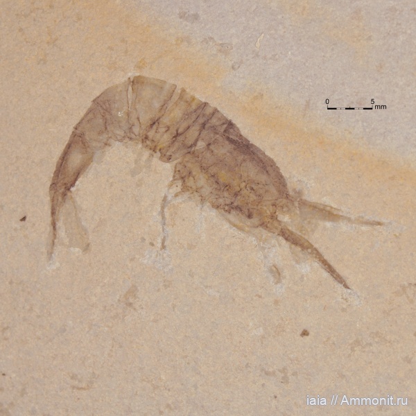 миоцен, креветки, Crangon, Crangon miocenicus
