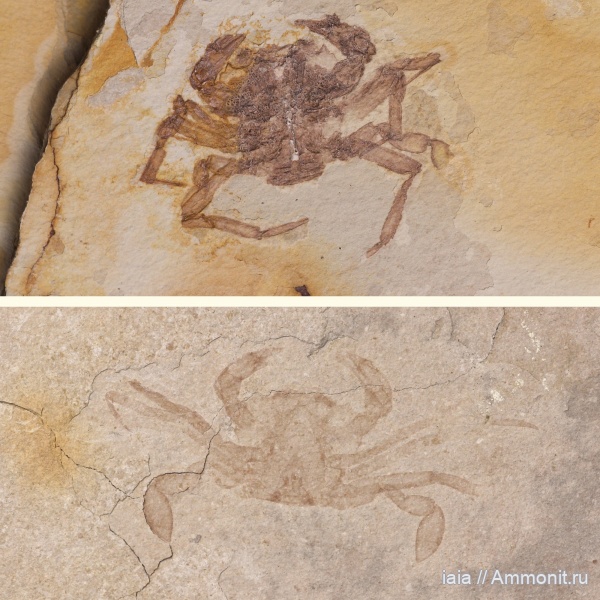 Liocarcinus, Liocarcinus oligocenicus