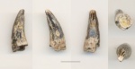 зуб Морской рептилии Leptocleidia indet.