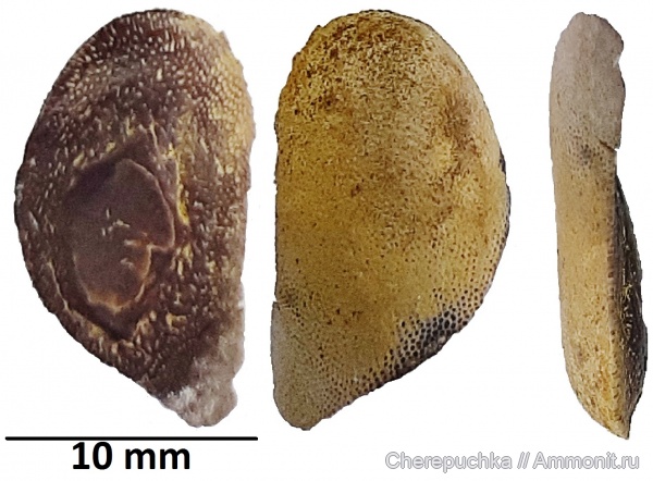 карбон, Holocephali, Cochliodontiformes, серпуховский ярус, Sandalodus, Cochliodontidae
