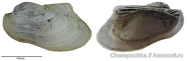 юра, оксфорд, Grammatodon, Тимонино, Grammatodon rouilleri