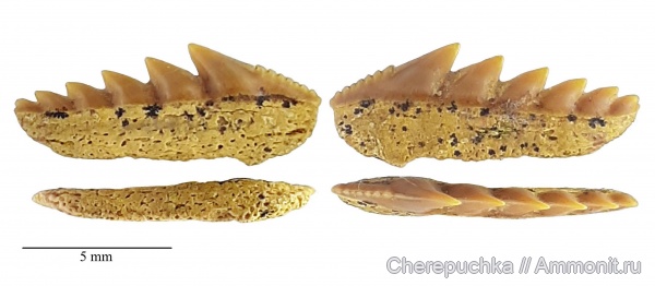 мел, зубы, хрящевые рыбы, зубы акул, Шацк, Малый Пролом, shark teeth, Gladioserratus