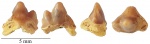 Передний зуб Heterodontus
