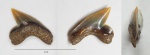 Palaeoanacorax obliquus