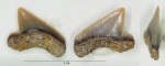 нижний боковой Palaeoanacorax intermedius