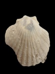 Pecten sp. (Нужно уточнение определения)