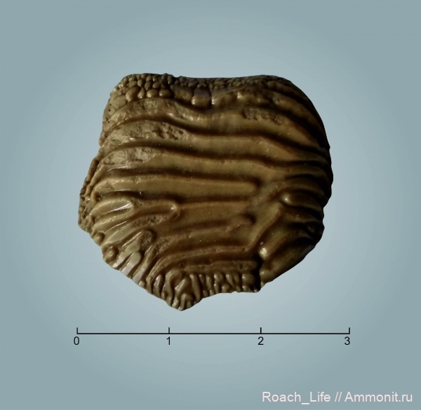 Зубы из Варавино