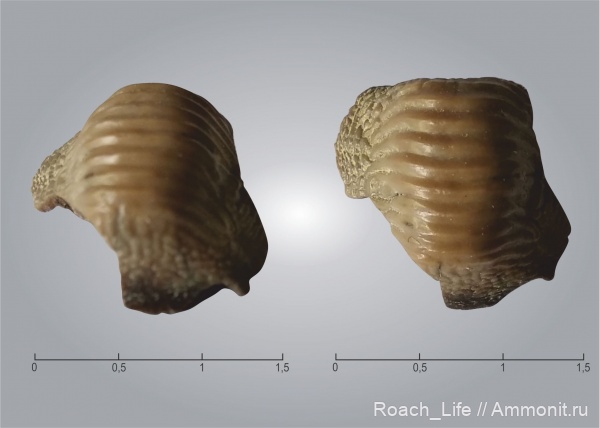 мел, зубы, акулы, сеноман, Ptychodus, Cenomanian, Cretaceous, teeth