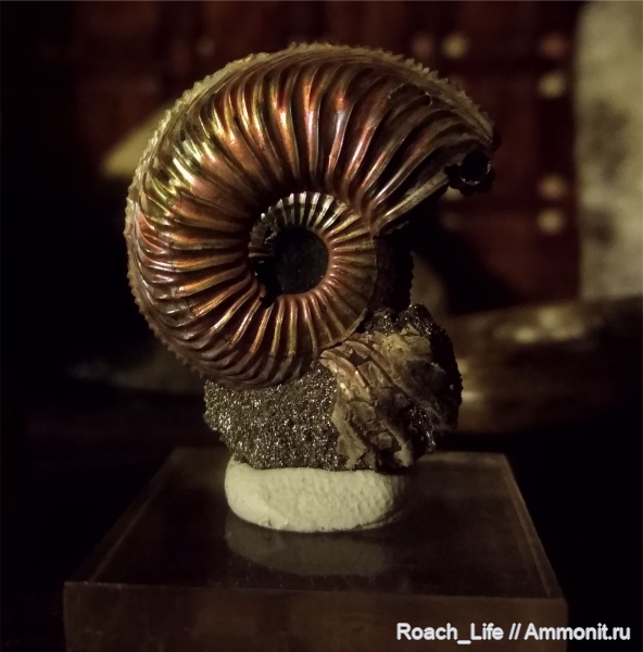 юра, Бронницы, оксфорд, Amoeboceras, верхний оксфорд, Cardioceratidae, Oxfordian, Jurassic