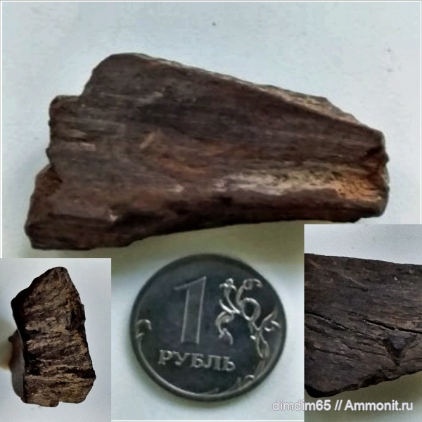 окаменелости, окаменевшее дерево, Урал