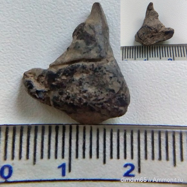 окаменелости, Урал