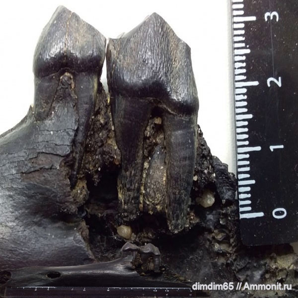 окаменелости, Урал