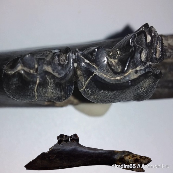 окаменелости, Урал