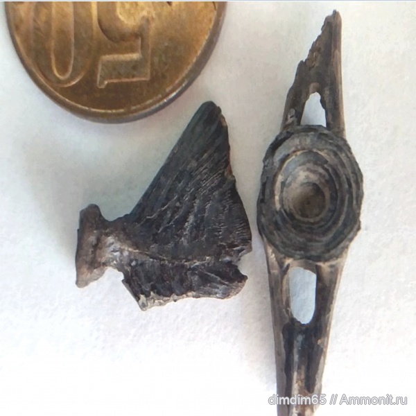 окаменелости, Урал