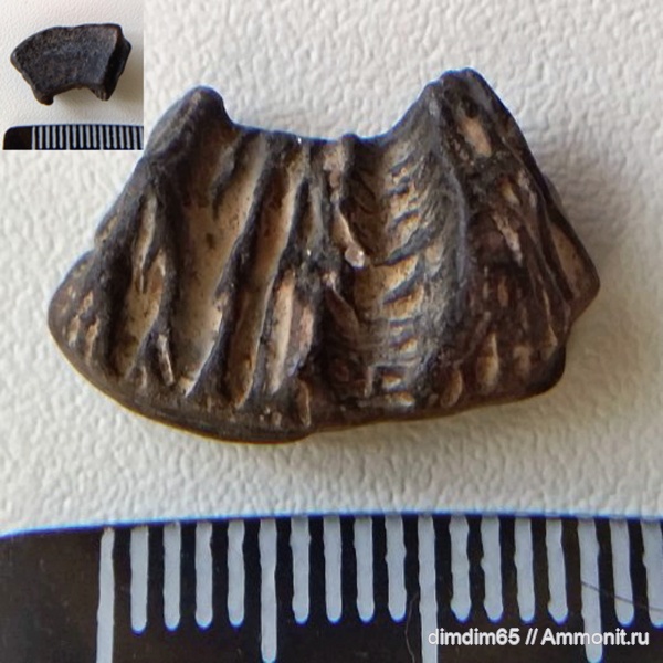 окаменелости, Урал