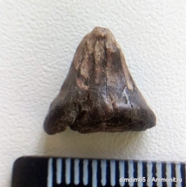 окаменелости, Урал