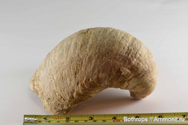 Таджикистан, Gryphaea, Исфара