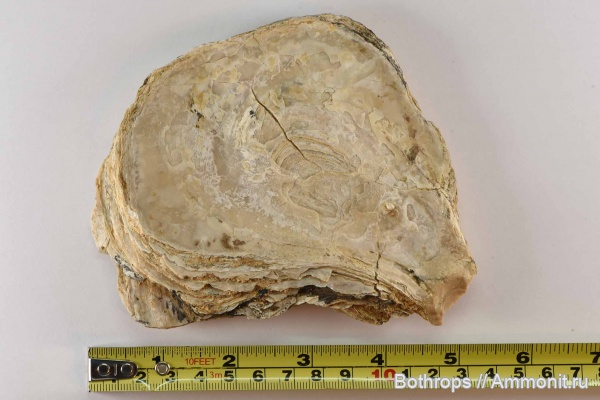 Таджикистан, Gryphaea, Исфара