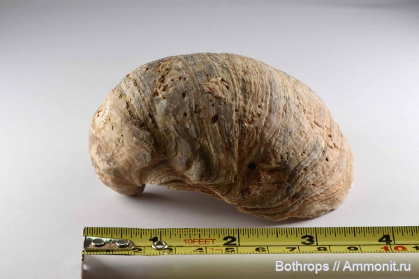 Таджикистан, Gryphaea, Исфара