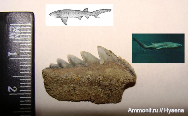 эоцен, акулы, зубы акул, Notorhynchus, Зауралье, Hexanchiformes, shark teeth, sharks