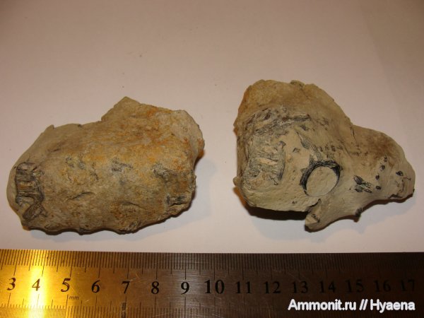 рыбы, эоцен, Зауралье, fish