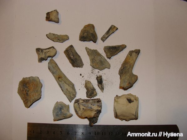 рыбы, эоцен, Зауралье, fish