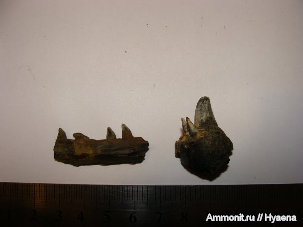 рыбы, эоцен, Зауралье, Eutrichiurides, Cybium, fish