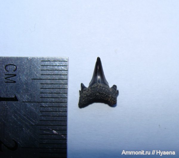 зубы, эоцен, акулы, Урал, зубы акул, Odontaspis, teeth, shark teeth, sharks