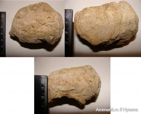 Ордовик Ленинградской области